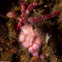 Coenocyathus bowersi (Colonial Cup Coral)
