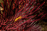 Muricea californica (California Golden Gorgonian)