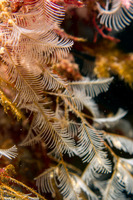 Aglaophenia sp.1 (White Feather Hydroid)