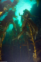 Macrocystis pyrifera (Giant Kelp)