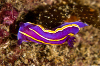 Felimida macfarlandi (MacFarland's Chromodorid)