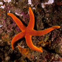 Henricia leviuscula (Blood Star)