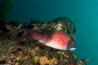 Semicossyphus pulcher (California Sheephead)