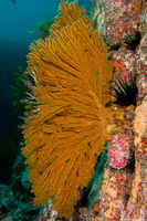 Muricea californica (California Golden Gorgonian)