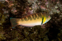 Halichoeres semicinctus (Rock Wrasse)