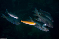 Oxyjulis californica (Señorita)