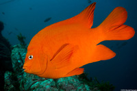 Hypsypops rubicundus (Garibaldi)