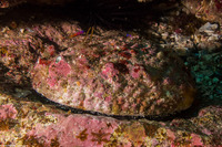 Haliotis corrugata (Pink Abalone)