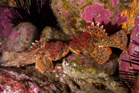 Scorpaena guttata (California Scorpionfish)