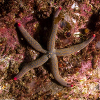 Linckia columbiae (Fragile Star)