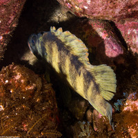 Sebastes serriceps (Treefish)