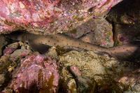 Heterodontus francisci (Horn Shark)