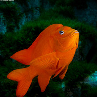 Hypsypops rubicundus (Garibaldi)
