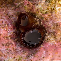 Chaceia ovoidea (Wart-Neck Piddock)