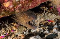 Gymnothorax mordax (California Moray)