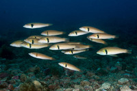 Halichoeres semicinctus (Rock Wrasse)
