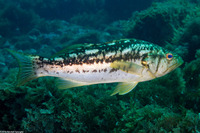 Paralabrax clathratus (Kelp Bass)