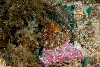 Octopus bimaculatus (Two-Spot Octopus)