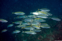 Trachurus symmetricus (Jack Mackerel)