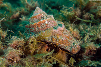 Paguristes ulreyi (Furry Hermit Crab)