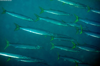 Sphyraena argentea (Pacific Barracuda)