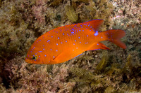 Hypsypops rubicundus (Garibaldi)