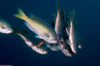 Chromis punctipinnis (Blacksmith)