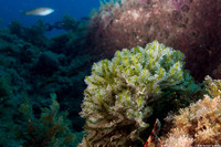 Codium fragile (Dead Man's Fingers)