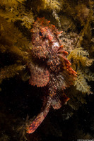 Scorpaena guttata (California Scorpionfish)