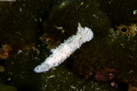 Aegires albopunctatus (Salt-and-Pepper Dorid)