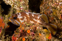 Sebastes carnatus (Gopher Rockfish)