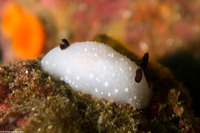 Cadlina limbaughorum (The Limbaughs' Cadlina)