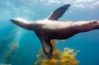Zalophus californianus (California Sea Lion)