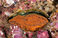 Crassadoma gigantea (Rock Scallop)