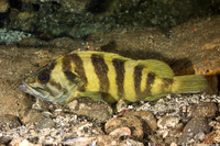 Sebastes serriceps (Treefish)