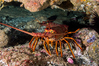 Panulirus interruptus (California Spiny Lobster)