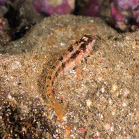 Alloclinus holderi (Island Kelpfish)