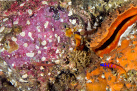 Lythrypnus zebra (Zebra Goby)