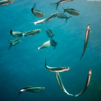 Atherinops affinis (Topsmelt)