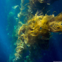 Macrocystis pyrifera (Giant Kelp)