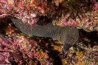Gymnothorax mordax (California Moray)