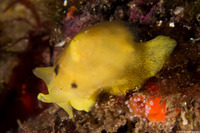 Tylodina fungina (Mushroom Sidegill)