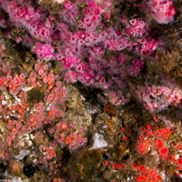 Corynactis californica (Club-Tipped Anemone)