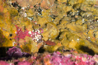 Lythrypnus zebra (Zebra Goby)