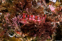 Gibbonsia montereyensis (Crevice Kelpfish)