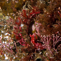 Gibbonsia montereyensis (Crevice Kelpfish)