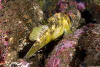 Sebastes chrysomelas (Black-and-Yellow Rockfish)