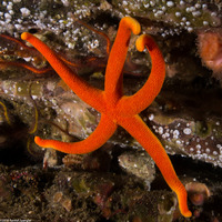 Henricia leviuscula (Blood Star)