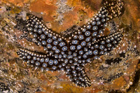 Pisaster giganteus (Giant Spined Star)