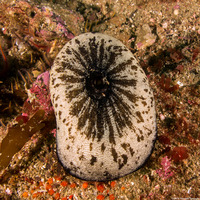 Megathura crenulata (Giant Keyhole Limpet)